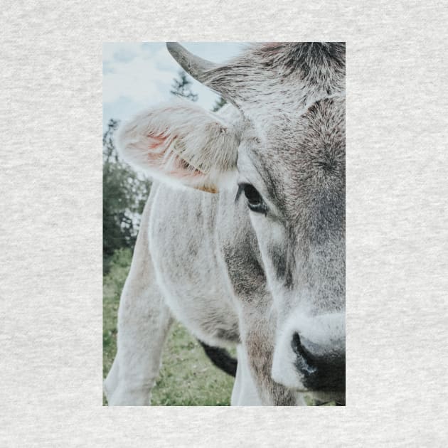 Cow close-up by Melissa Peltenburg Travel Photography